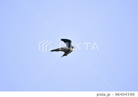 ハヤブサ 96404599