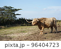 立って休憩する角のある大きな牛　 96404723