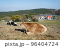 座って休憩する複数の牛 96404724