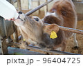 ミルクを飲む子牛 96404725