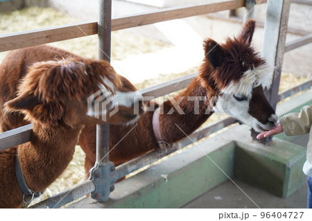 ご飯をもらう茶色いアルパカ ご飯をもらう茶色いアルパカ 96404727