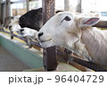 ご飯を待つ複数の羊 96404729