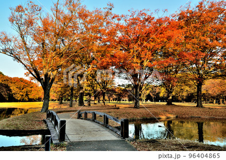 東京 代々木公園 落葉高木色鮮やかなケヤキの紅葉 東京 代々木公園 落葉高木色鮮やかなケヤキの紅葉 96404865