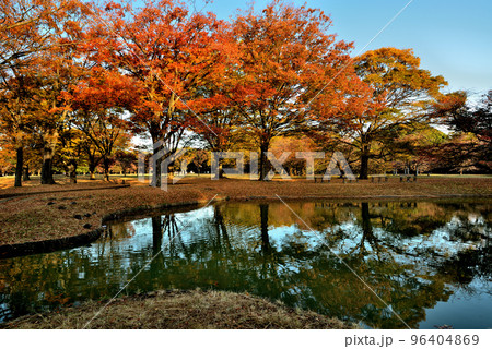 東京 代々木公園 落葉高木色鮮やかなケヤキの紅葉 東京 代々木公園 落葉高木色鮮やかなケヤキの紅葉 96404869