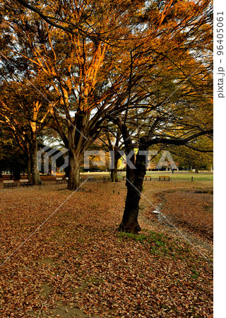 東京 代々木公園 落葉高木色鮮やかなケヤキの紅葉 東京 代々木公園 落葉高木色鮮やかなケヤキの紅葉 96405061