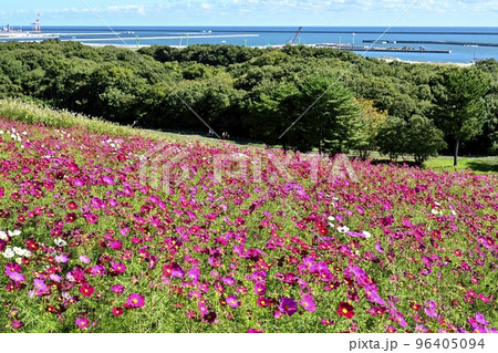 ひたち海浜公園みはらしの丘に咲くコスモス畑に太平洋 96405094