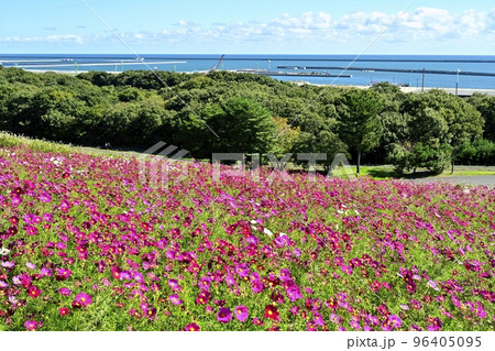 ひたち海浜公園みはらしの丘に咲くコスモス畑に太平洋 ひたち海浜公園みはらしの丘に咲くコスモス畑に太平洋 96405095