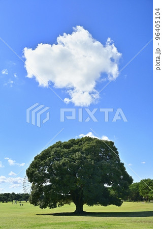 ひたち海浜公園の一本の木に白い雲 96405104