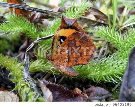 イカリモンガ(秋田市仁別スキー場・10/13) イカリモンガ(秋田市仁別スキー場・10/13) 96405199