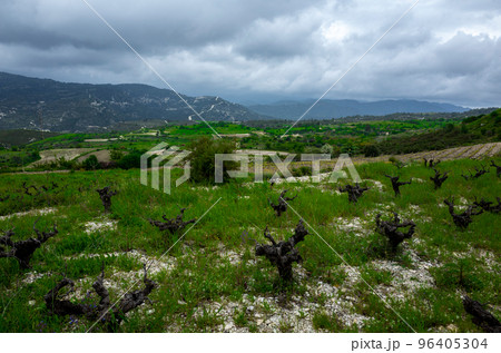 Vineyards in a small village in the mountainous part of the island of Cyprus in early spring. 96405304