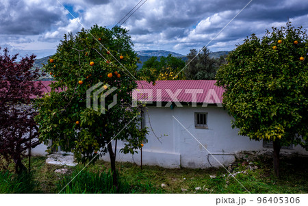 Citrus trees in a small village in the mountainous part of the island of Cyprus in early spring. 96405306