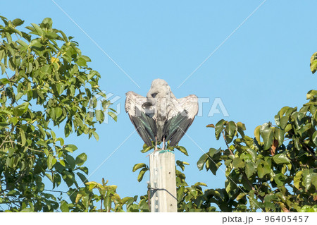 Asian Openbill bird perched on top of a pole. 96405457