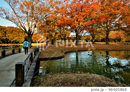 東京 代々木公園 落葉高木色鮮やかなケヤキの紅葉 東京 代々木公園 落葉高木色鮮やかなケヤキの紅葉 96405869
