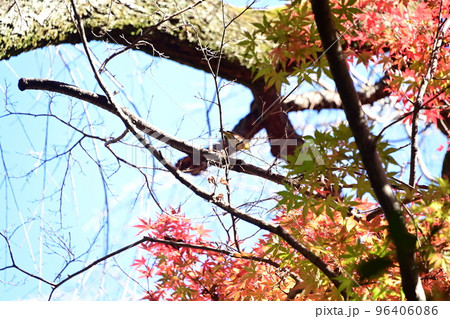 紅葉 96406086