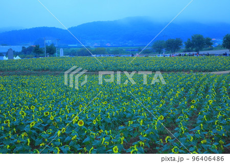 バウィソル 96406486