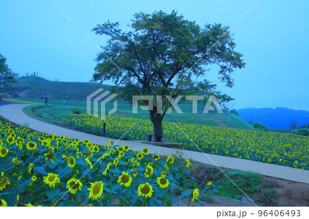 バウィソル 96406493