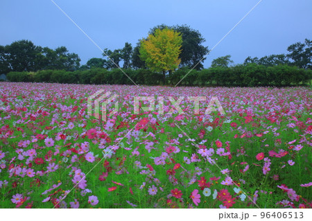 バウィソル 96406513