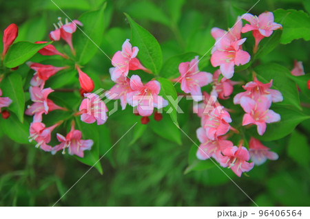 バウィソル 96406564