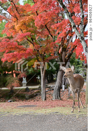紅葉と鹿 紅葉と鹿 96406927