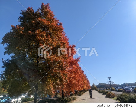 紅葉と青空 紅葉と青空 96406973