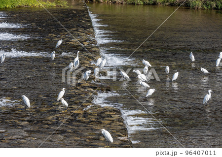 賀茂川の堰の上に立つコサギの群れ 賀茂川の堰の上に立つコサギの群れ 96407011