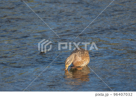 鴨川の中のマガモ メス 鴨川の中のマガモ メス 96407032