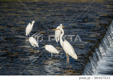 賀茂川の中に立つシラサギ 96407033