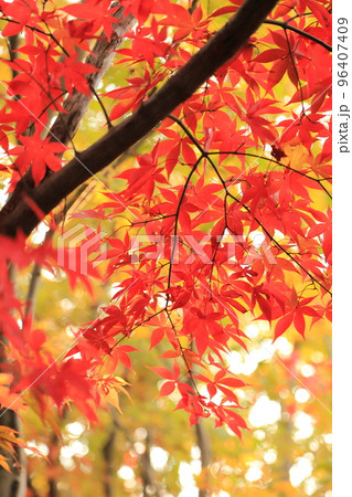 逆光に透ける赤い紅葉の葉 秋の風景 逆光に透ける赤い紅葉の葉 秋の風景 96407409
