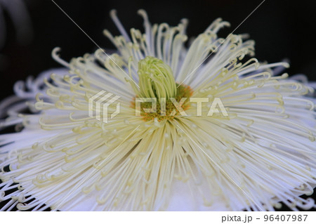 菊の花　菊　管物 96407987