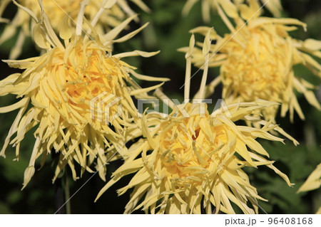 江戸菊 菊の花 鑑賞花 江戸菊 菊の花 鑑賞花 96408168