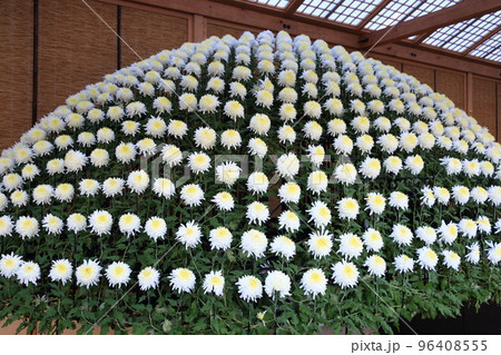 千輪菊　菊の花　鑑賞花　千輪作り 96408555