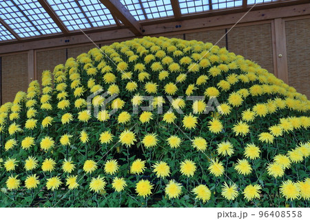 千輪菊　菊の花　鑑賞花　千輪作り 96408558