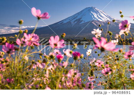 《山梨県》富士山とコスモス・秋の河口湖 96408691