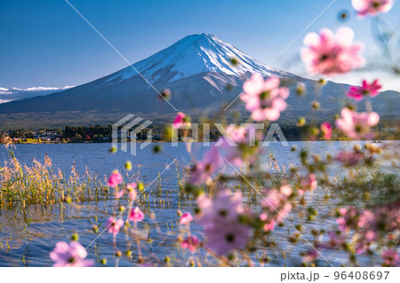 《山梨県》富士山とコスモス・秋の河口湖 96408697