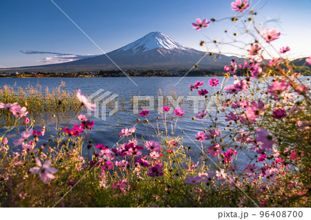 《山梨県》富士山とコスモス・秋の河口湖 96408700