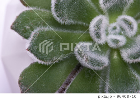 Echeveria Succulent in flowering pot Isolated on White Background Echeveria Succulent in flowering pot Isolated on White Background 96408710