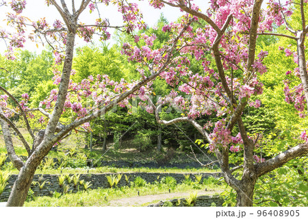 マルスの花　滝野すずらん丘陵公園　札幌市 96408905
