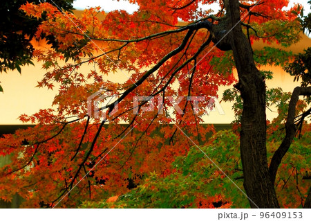 紅葉の一本の木 紅葉の一本の木 96409153