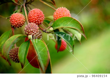 山ボウシの赤い実と葉 96409154