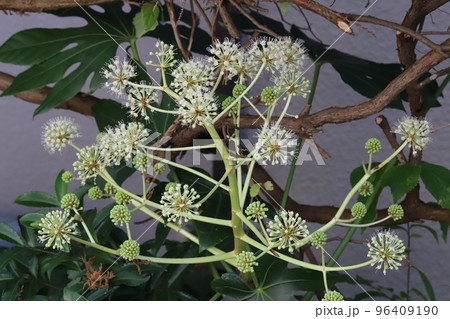 日本の秋の庭に咲く白い八つ手の花 日本の秋の庭に咲く白い八つ手の花 96409190