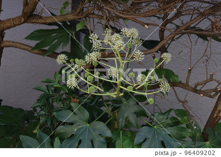 日本の秋の庭に咲く白い八つ手の花 96409202