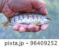 本谷川の中アマゴ 96409252