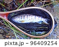 本谷川の大アマゴ 96409254