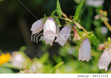 ホタルブクロの花 ホタルブクロの花 96411149