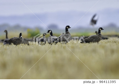 北日本で見られる、白黒のおしゃれな水鳥、冬の渡り鳥のシジュウカラガン 北日本で見られる、白黒のおしゃれな水鳥、冬の渡り鳥のシジュウカラガン 96411395