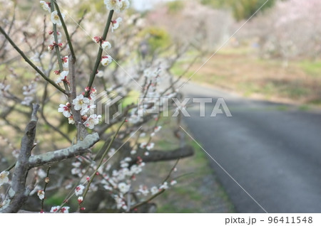 京都　青谷梅林に咲く梅の花 96411548