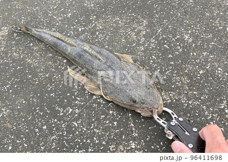 マゴチとフィッシュグリップ　 96411698