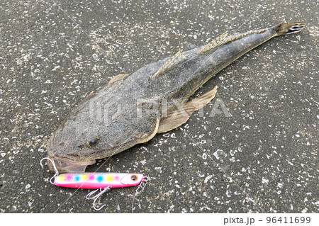 マゴチとルアー(メタルジグ) マゴチとルアー(メタルジグ) 96411699
