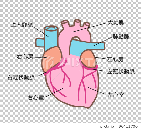 心臓の解剖図、色分け、名称あり 96411700