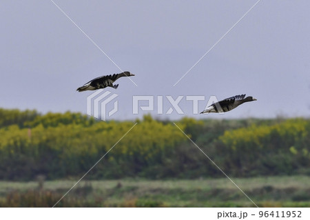 北国の冬の渡り鳥、青空の下で飛ぶマガンの群れ 96411952